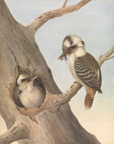 Kookaburra ridente, Dacelo novaeguineae da Neville HP Cayley